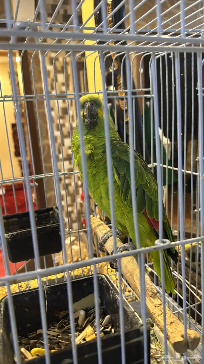 بغبغاء امزوني يلوفرنتد 5