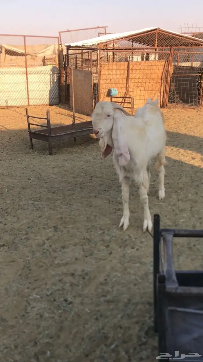 للبيع تيس فحل شرط قريع حار 1