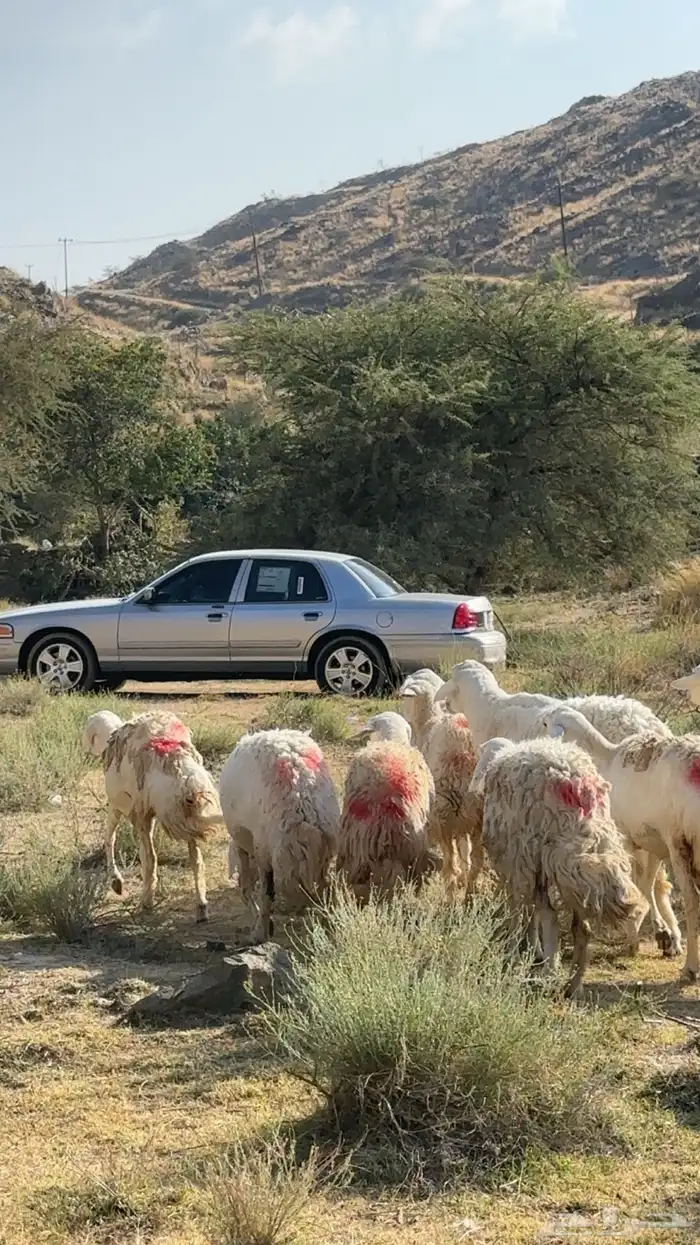 ضان مقاني رخال صنف حرش وجروم 0