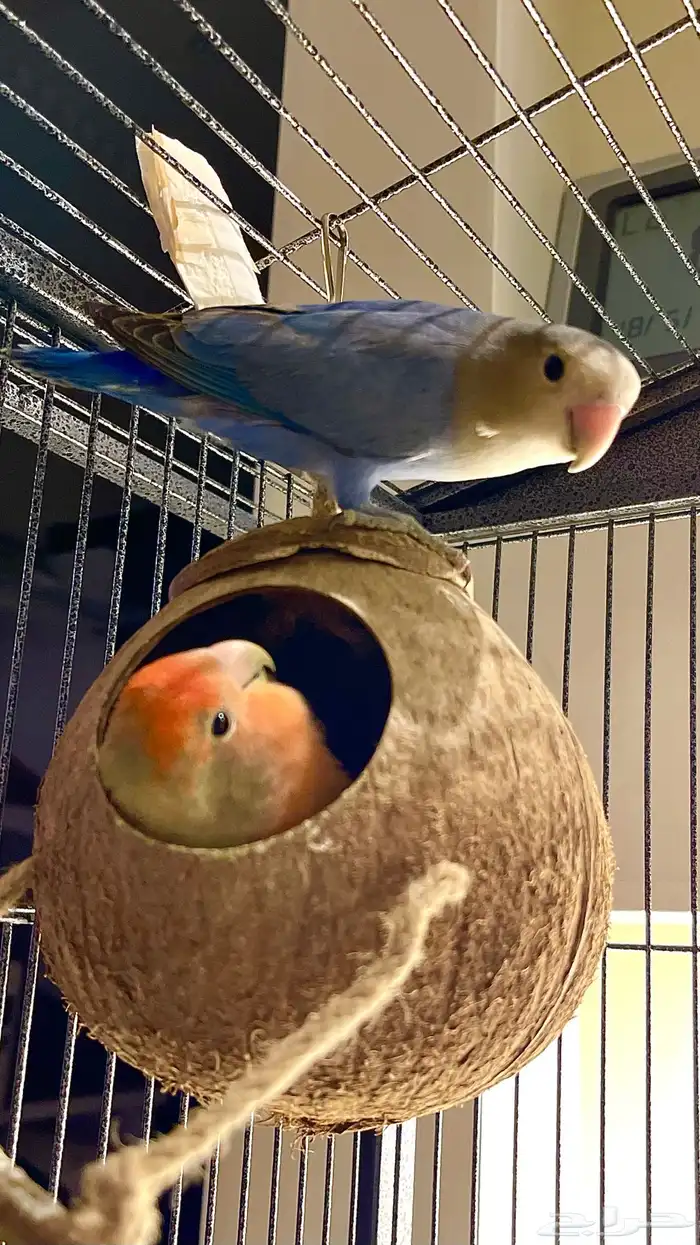 ببغاء روز للبيع 4