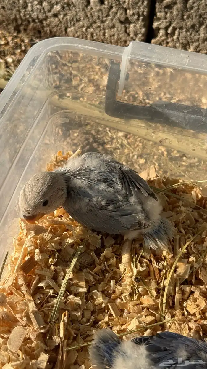 للبيع فروخ روز 11