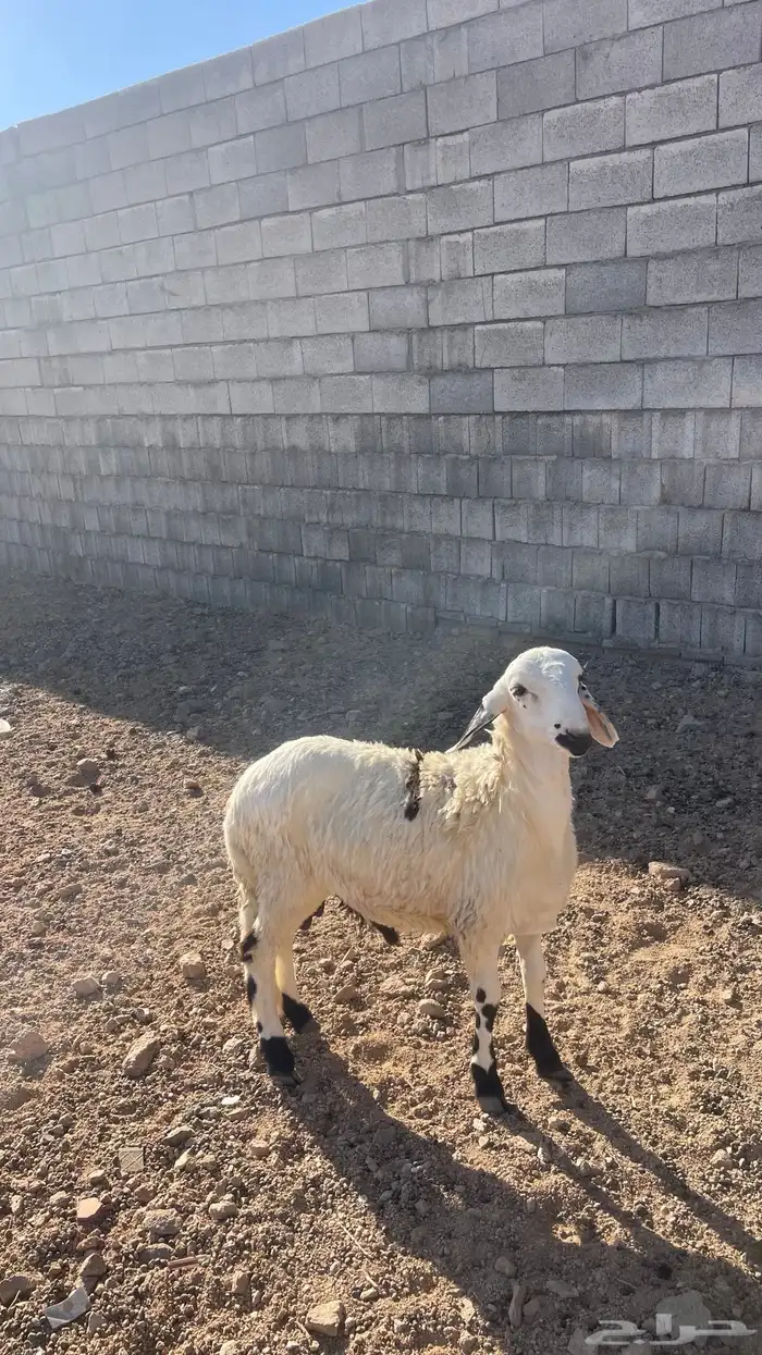 سواكني ابيض 1