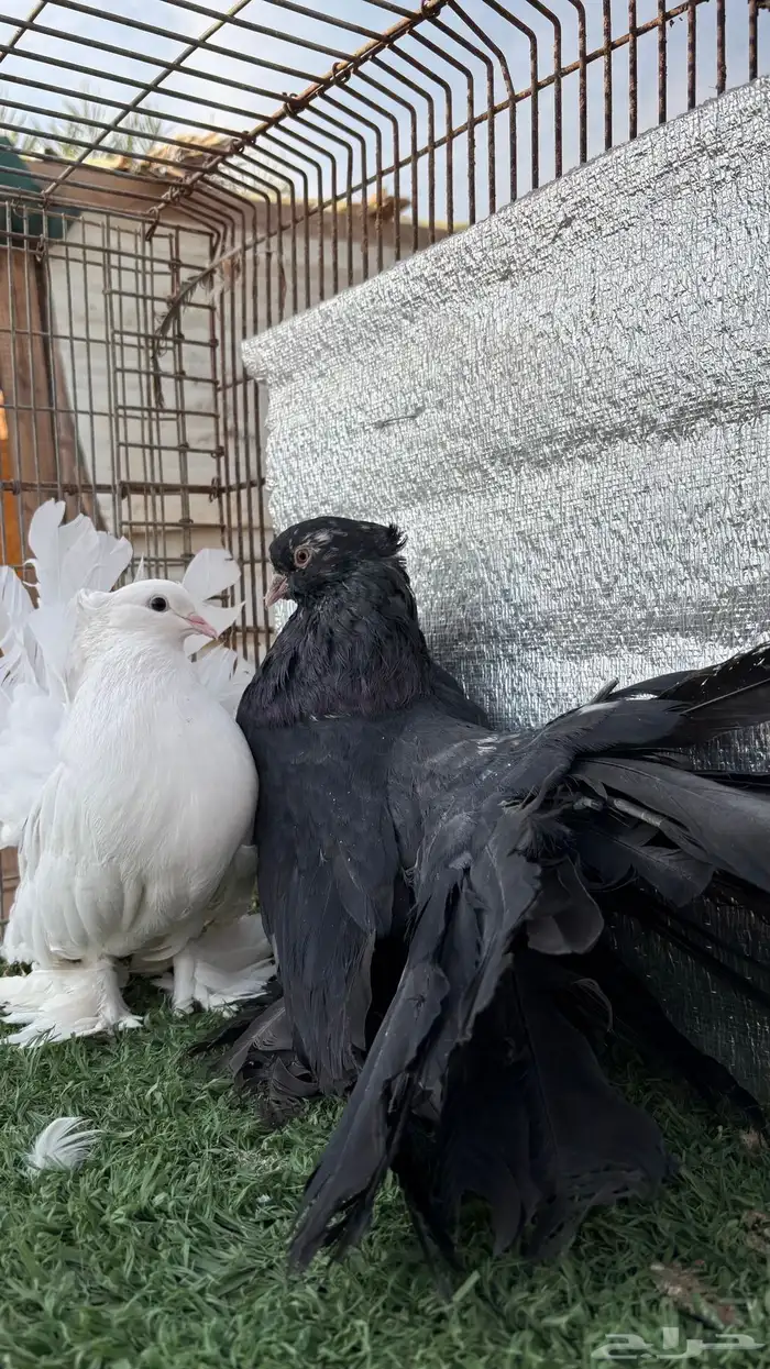 جوز حمام أمريكي 0