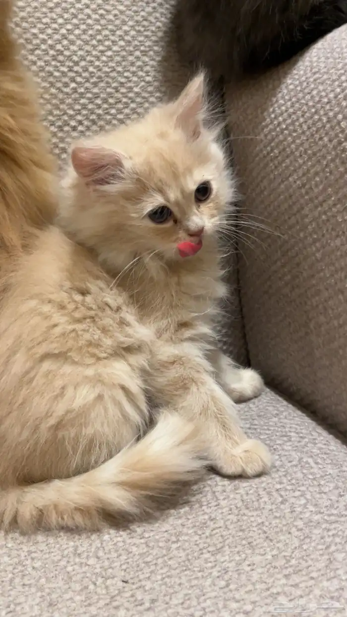 قطط شرازي للبيع 2