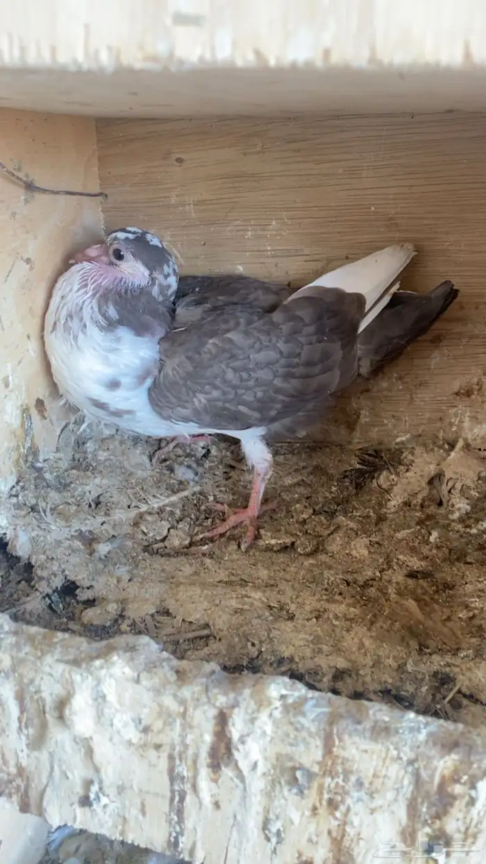 فراخة( حية)فرنسي زاجل وهندي ونجد العدد10 جواز 20 جوز 30 جوز 3