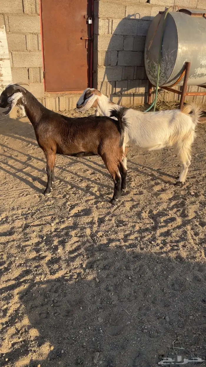 عناقين للبيع 0