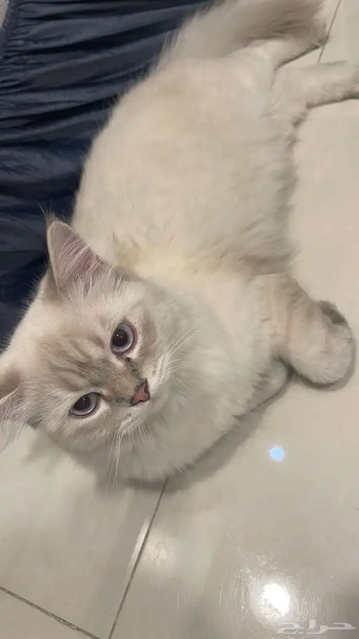 قطه نوع ذكر سكوتش الفصيله سكوتش 0