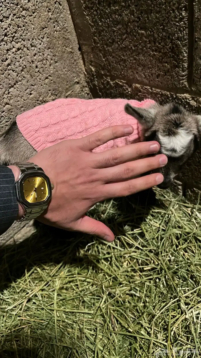 ماعز القزم 11