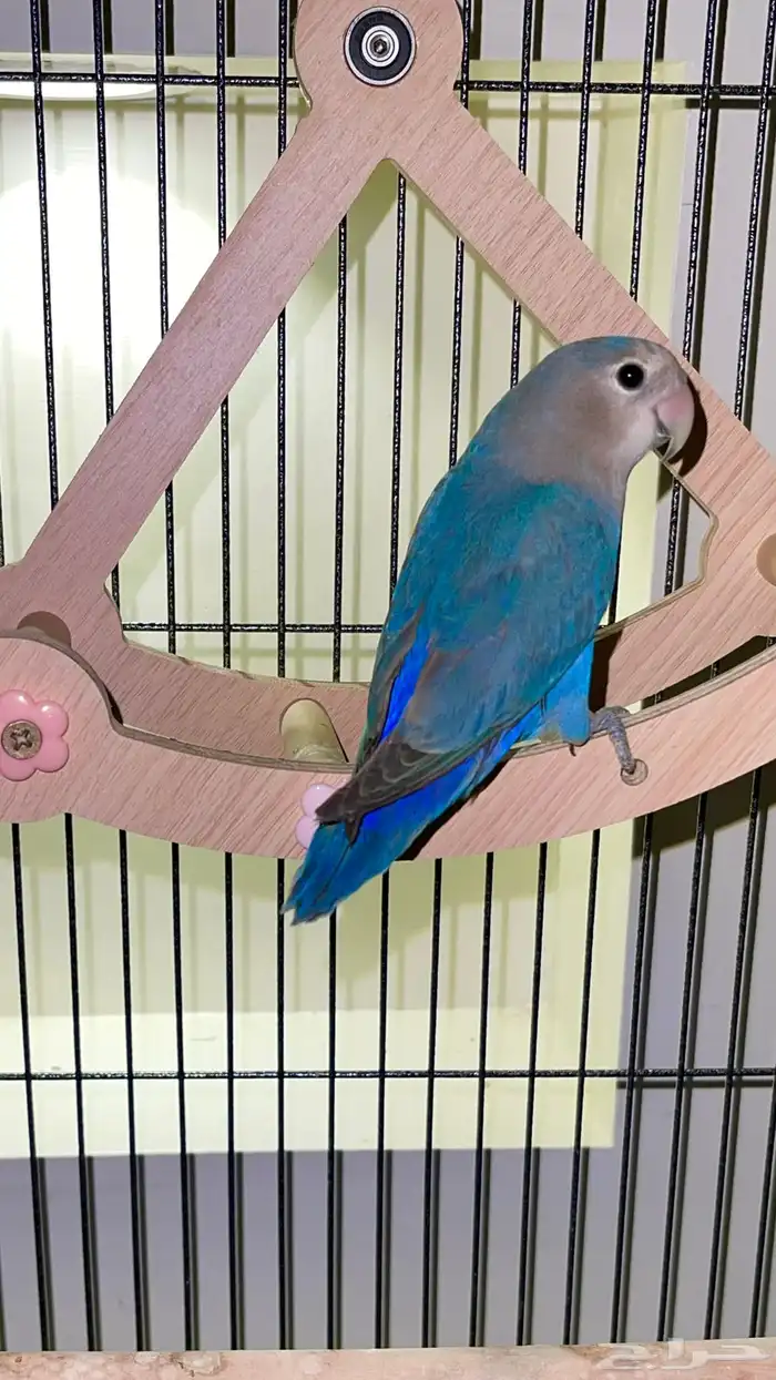 ببغاء روز للبيع 1