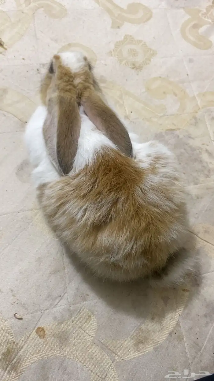 ارنب اليف يصلح للصغار ويحب اللعب 0