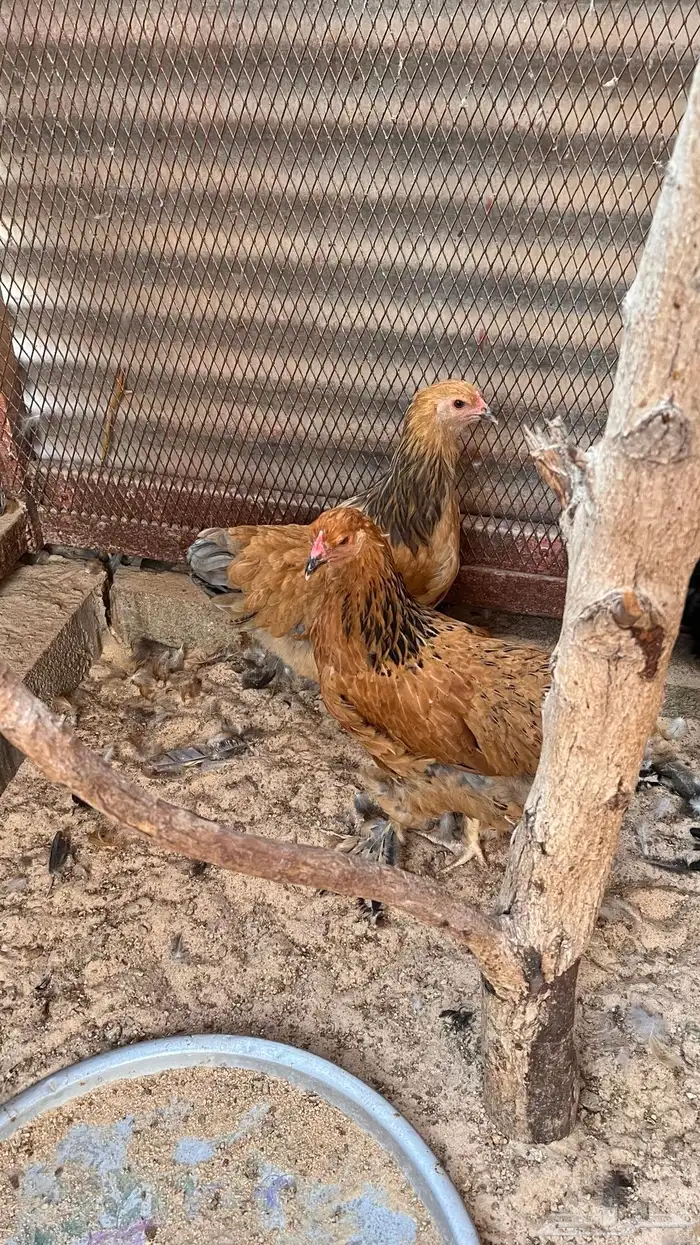 طقم دجاج براهما 4