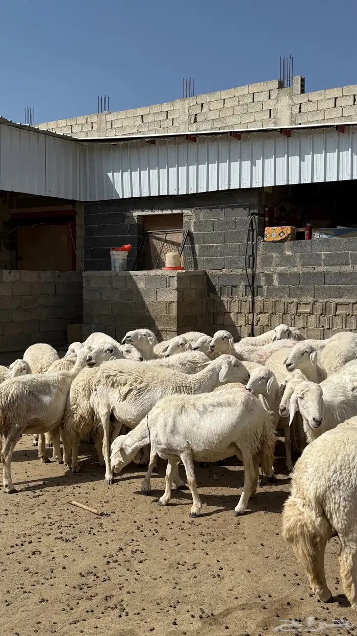 للبيع غنم حريات مراح واحد 13