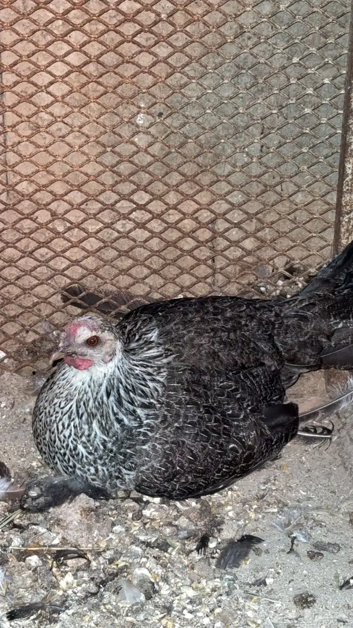 دجاجتين بفروخها 0