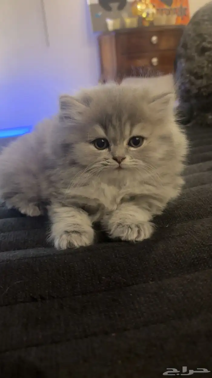 2 Scottish-Fold Female Kittens for Sale 1