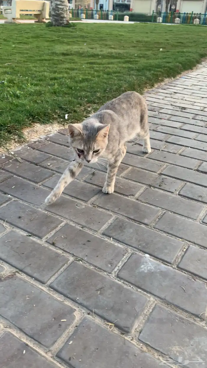 السلام علييكم 1