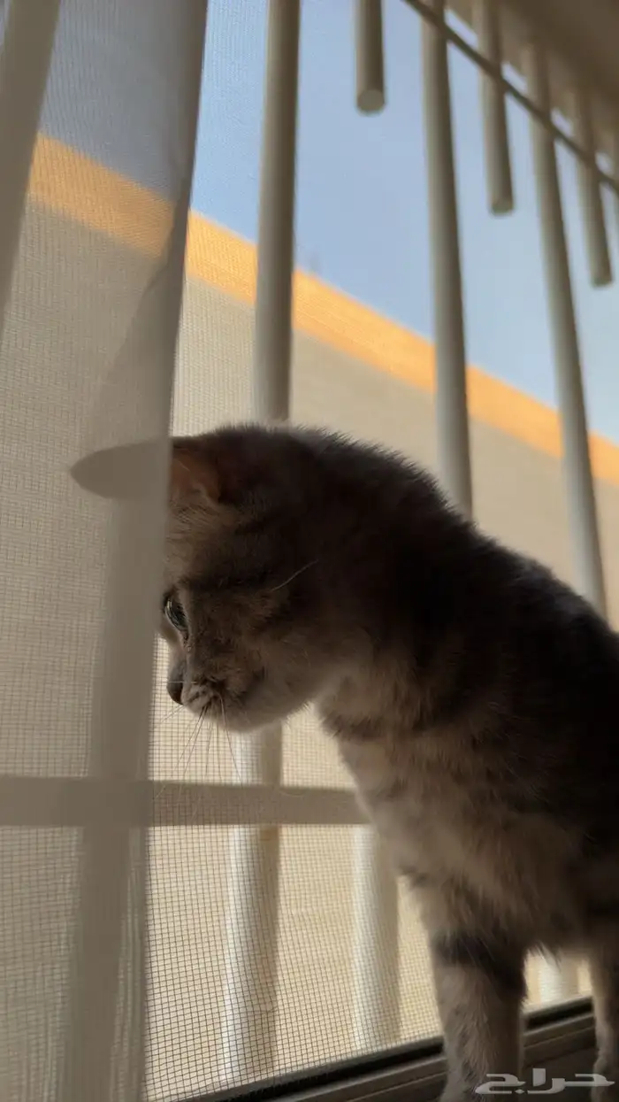 قطوه سكوتش 0