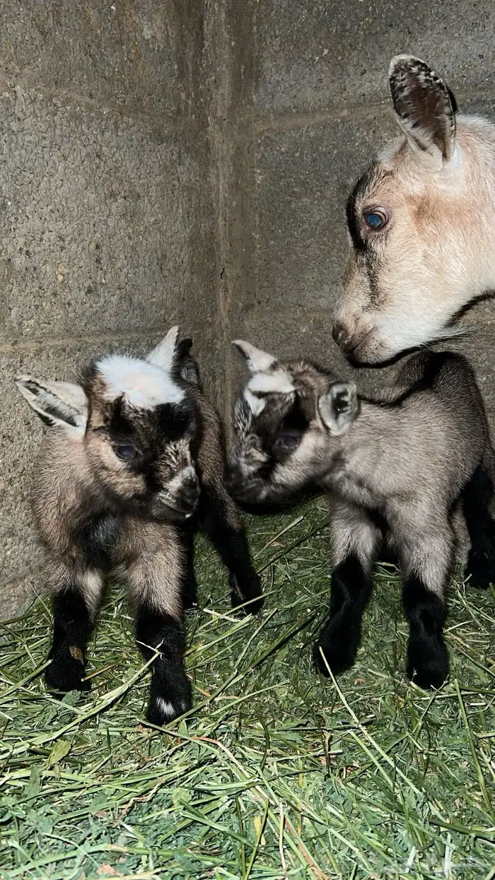 ماعز القزم 13