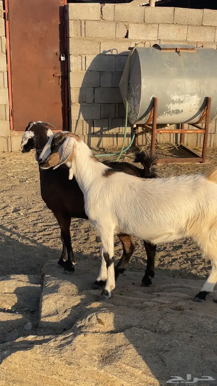 عناقين للبيع 2