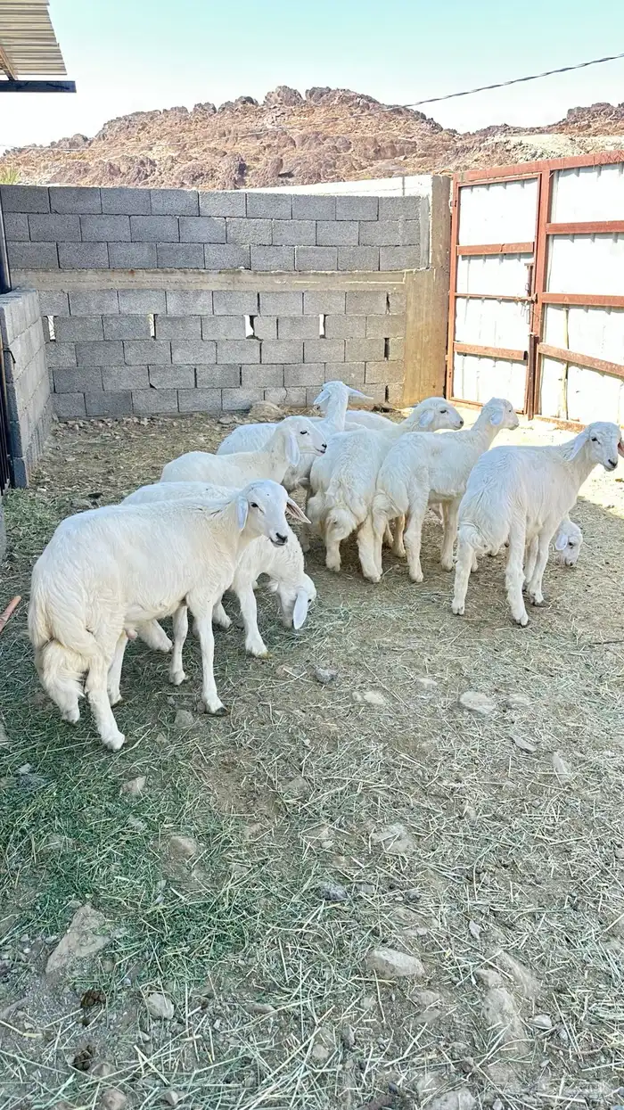 بهم طليان رخال 0