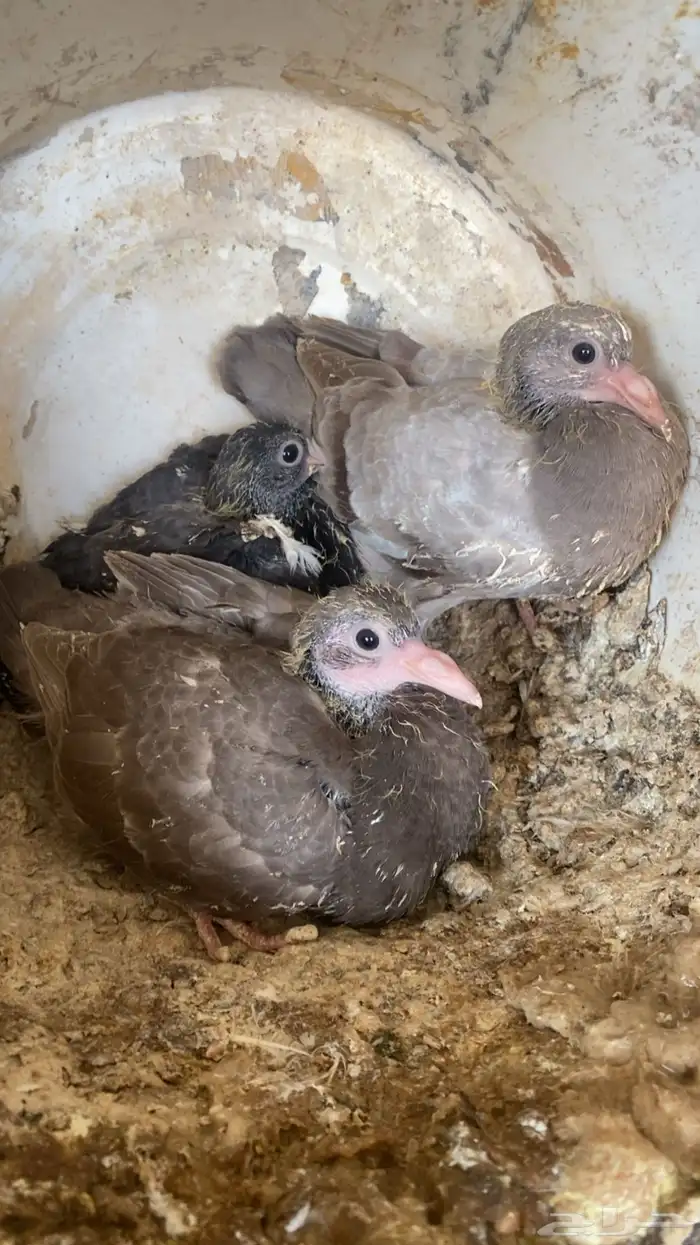 فراخة( حية)فرنسي زاجل وهندي ونجد العدد10 جواز 20 جوز 30 جوز 6