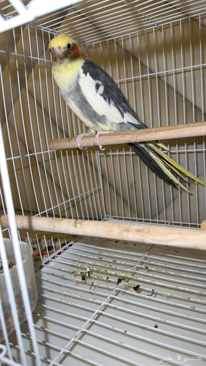 للبيع طيور 2