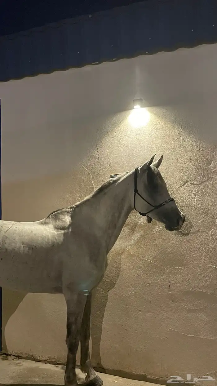 حصان شعبي جبلي (مسقبل قفز) 3