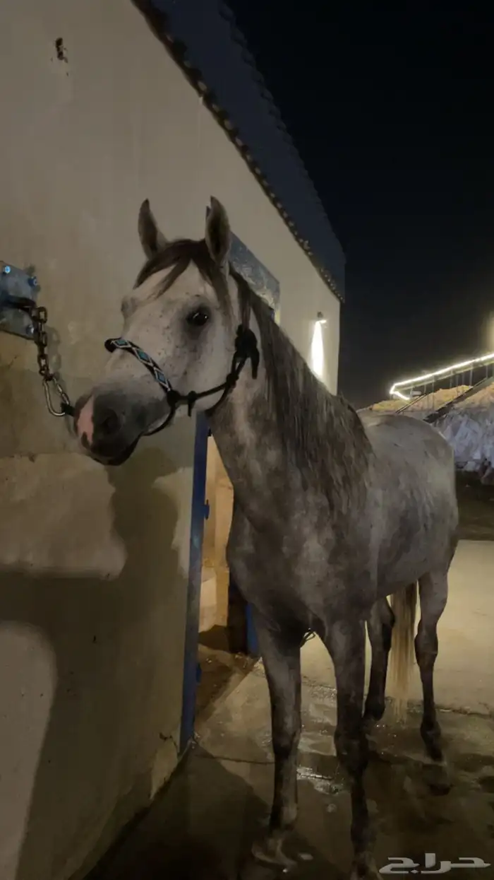 حصان شعبي جبلي (مسقبل قفز) 1