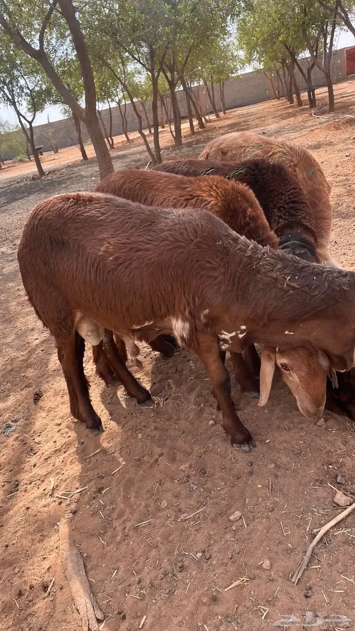 سواكن مرابي اكثر من ثلاث شهور 3