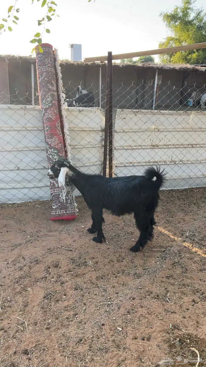 جفره حالها زينه 1