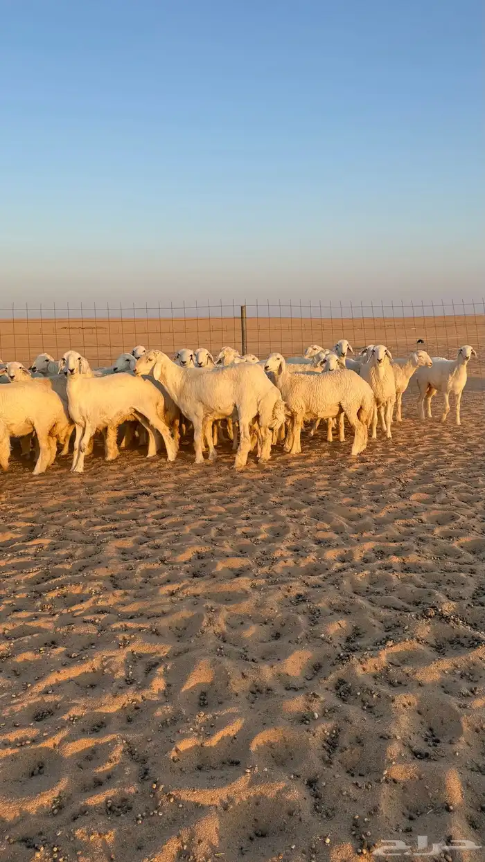 رخال جذعات حريات صنف فاخرر للي يبي الصنف 22