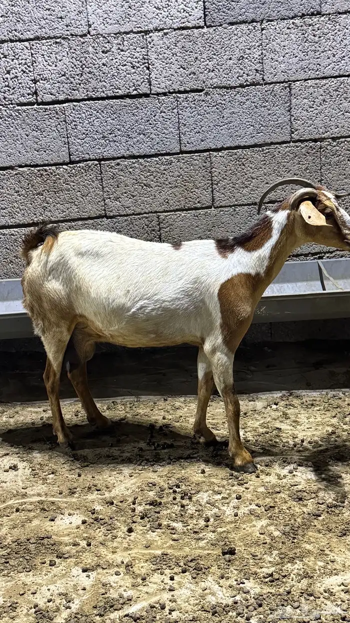 بسم الله ماشاءالله اعرض لكم شاه صحتها ماشاءالله حليب. 0