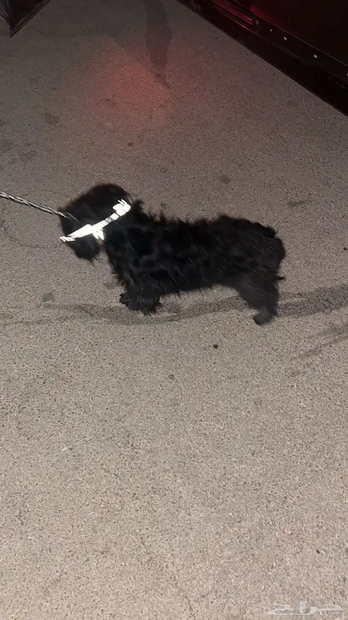 كلب مالتيز للبيع 0