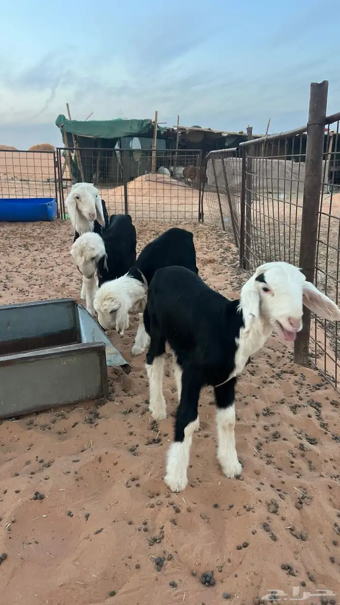 دواغير نجد 0