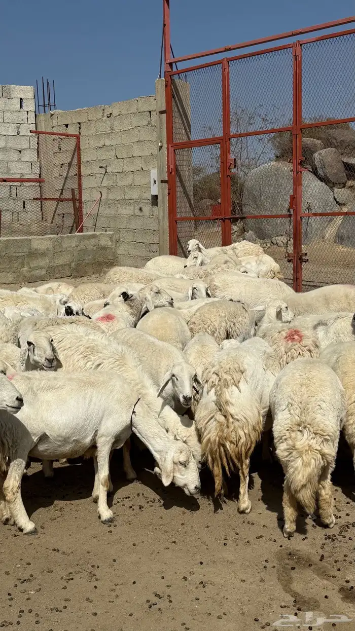 للبيع غنم حريات مراح واحد 4