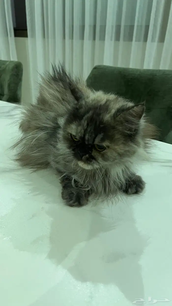 السلام عليكم قطة شيرازي للبيع 2