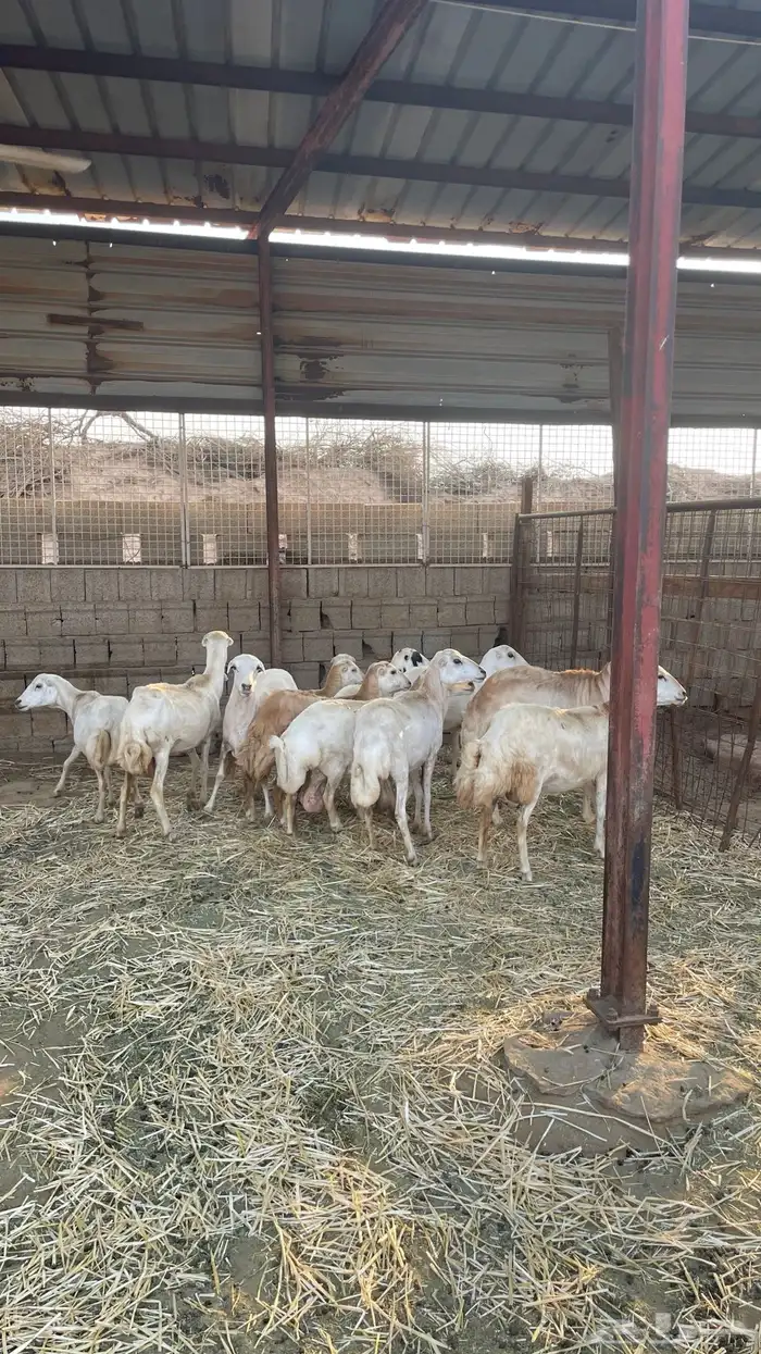 خرفان قهد للبيع التواصل واتس 0