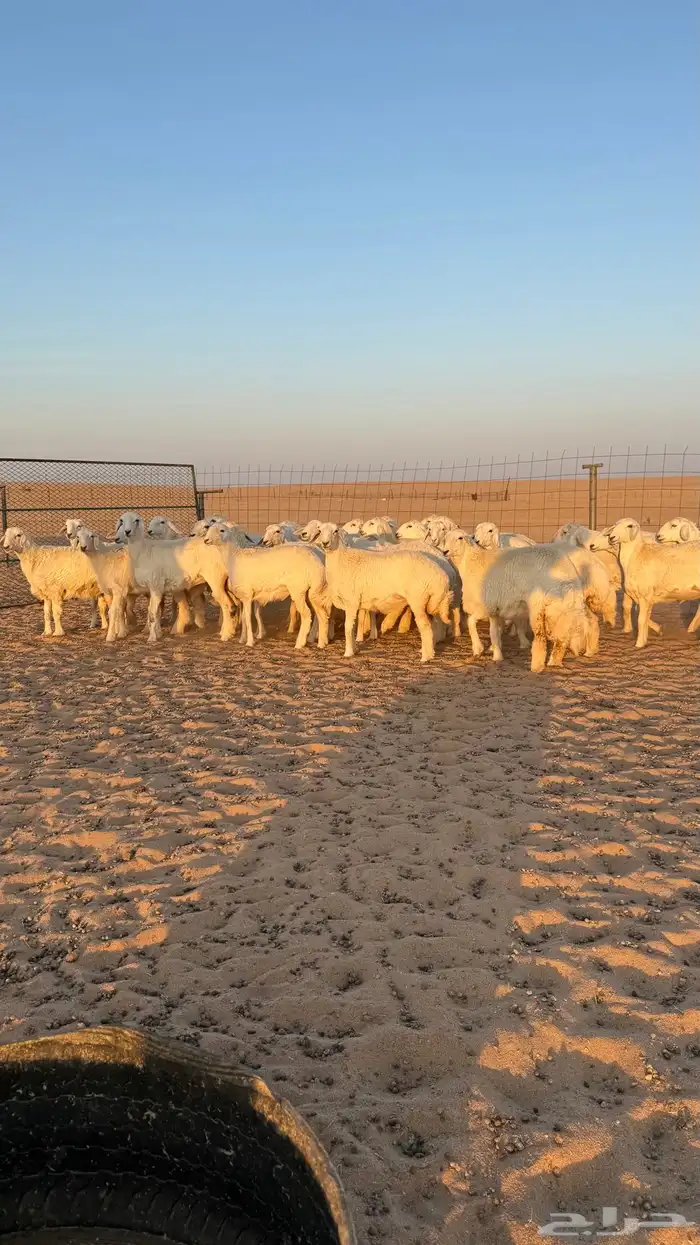 رخال جذعات حريات صنف فاخرر للي يبي الصنف 21