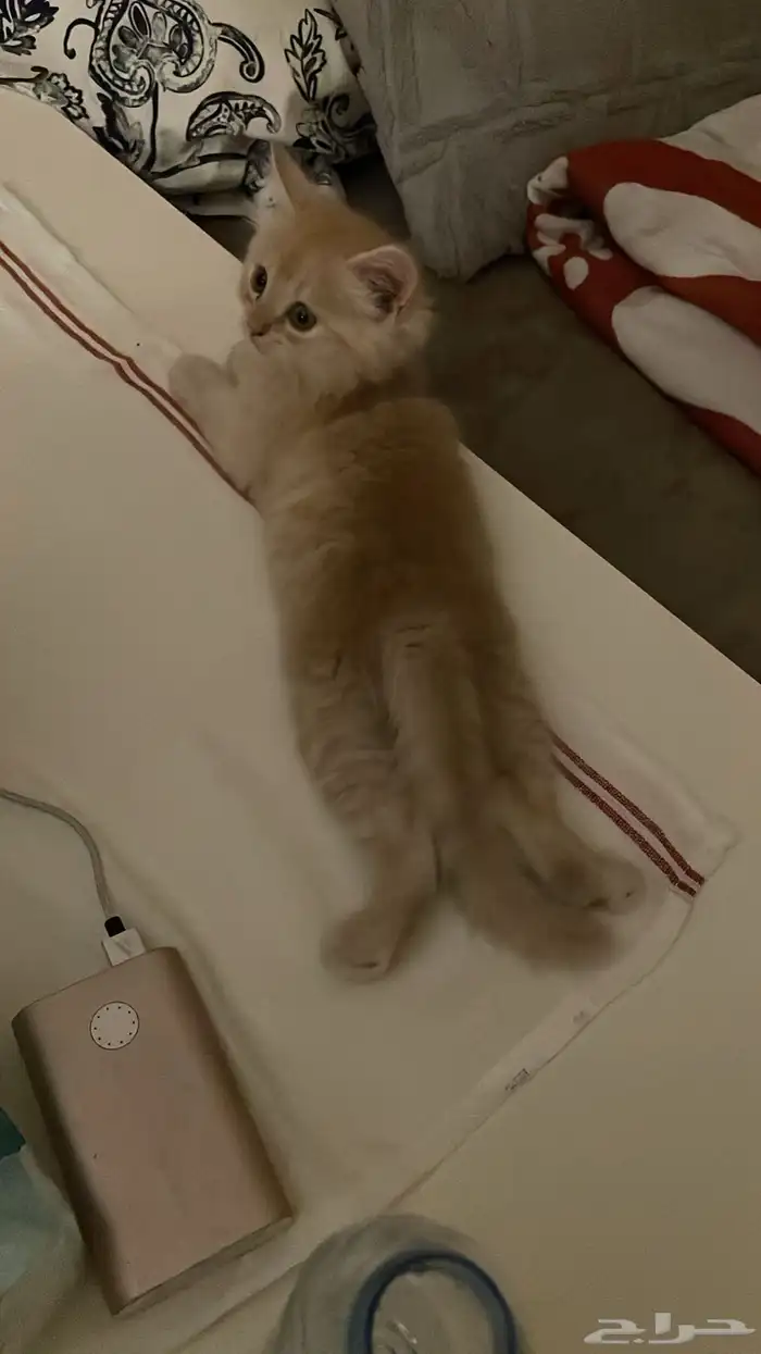 كيتن روسي طويل الشعر 6