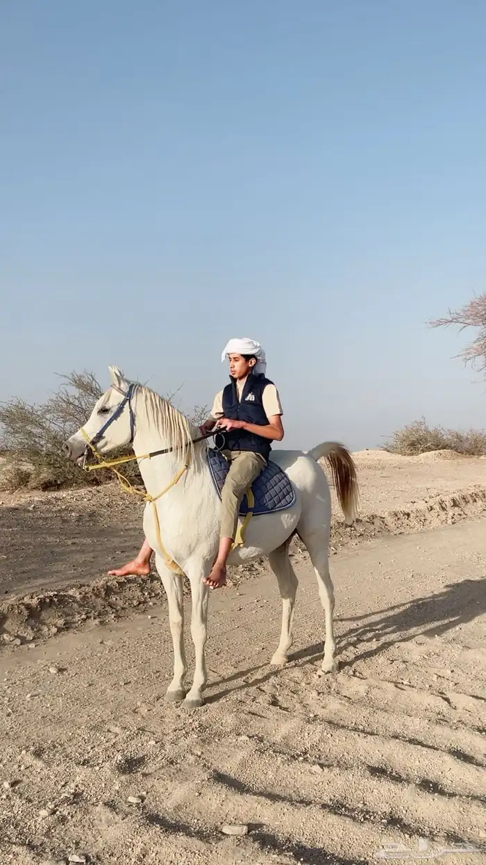 حصان كفو لا اللبيع 0