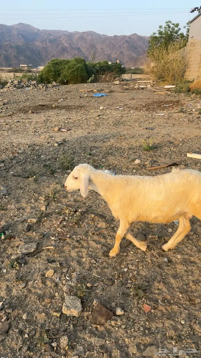 خروف حري بلدي الموقع المخواة صحته طيبه 0