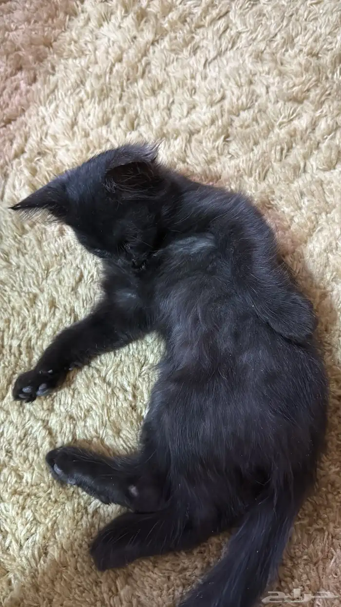 تبني قطوتين 2