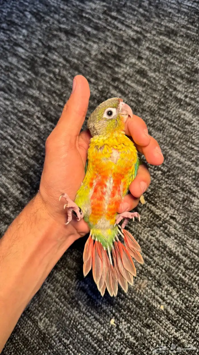 الحق الحق الحق وصلت فروخ الكنيور المطلوبه لعشاق الهدد 9