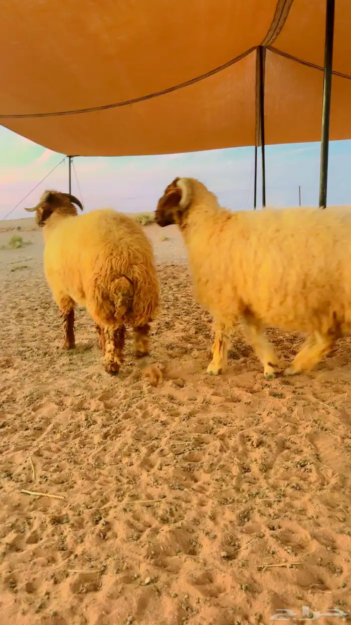 نعيم جذعان جبره 1