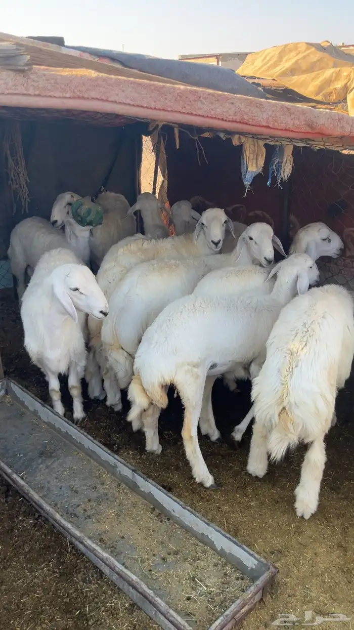 طليان حريه بريه 2