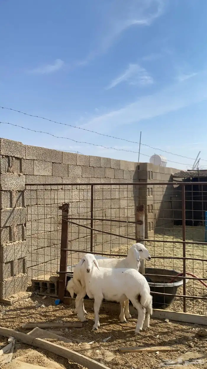 رخل وخروف حريات 2