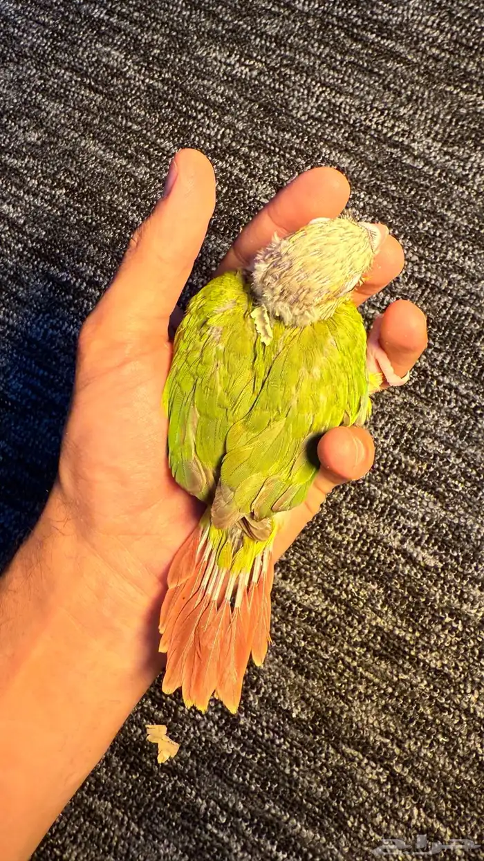 الحق الحق الحق وصلت فروخ الكنيور المطلوبه لعشاق الهدد 5