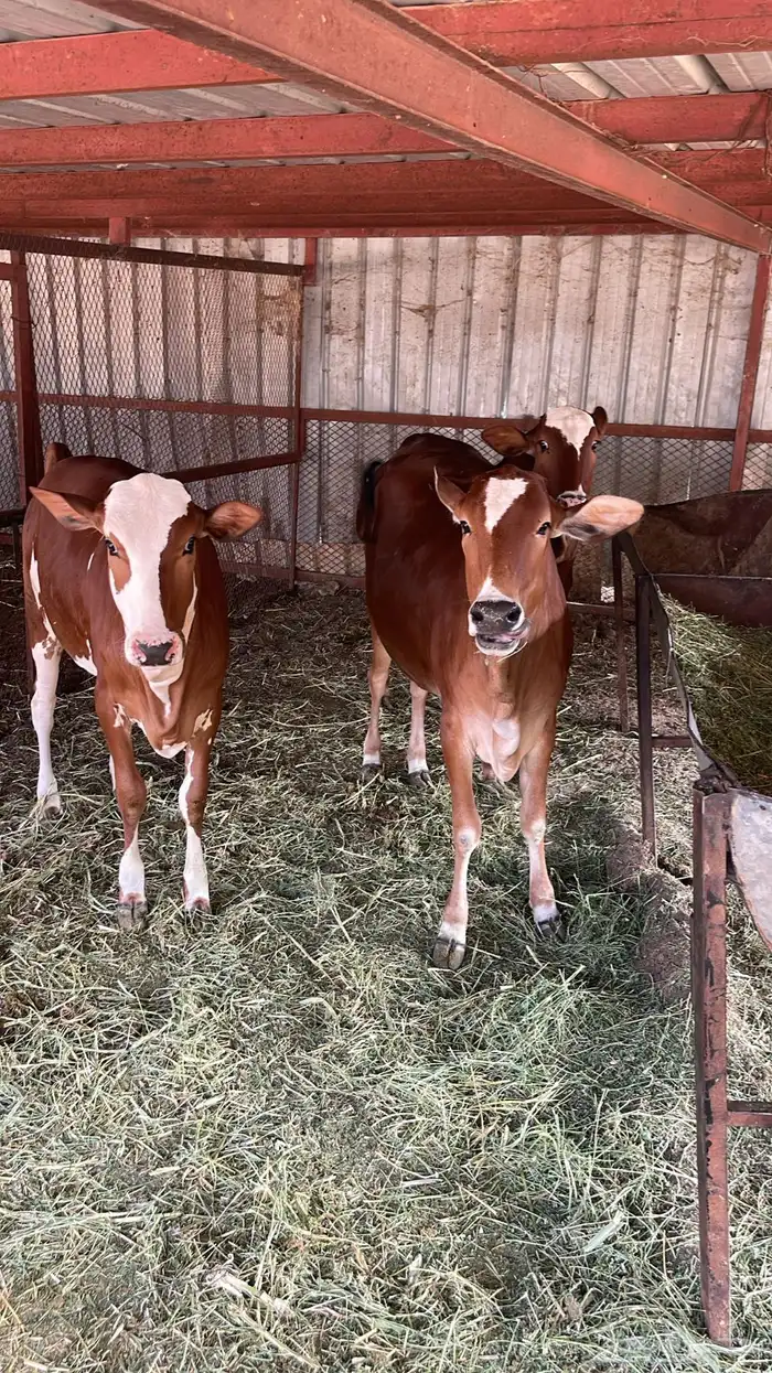 حسلان للبيع 5