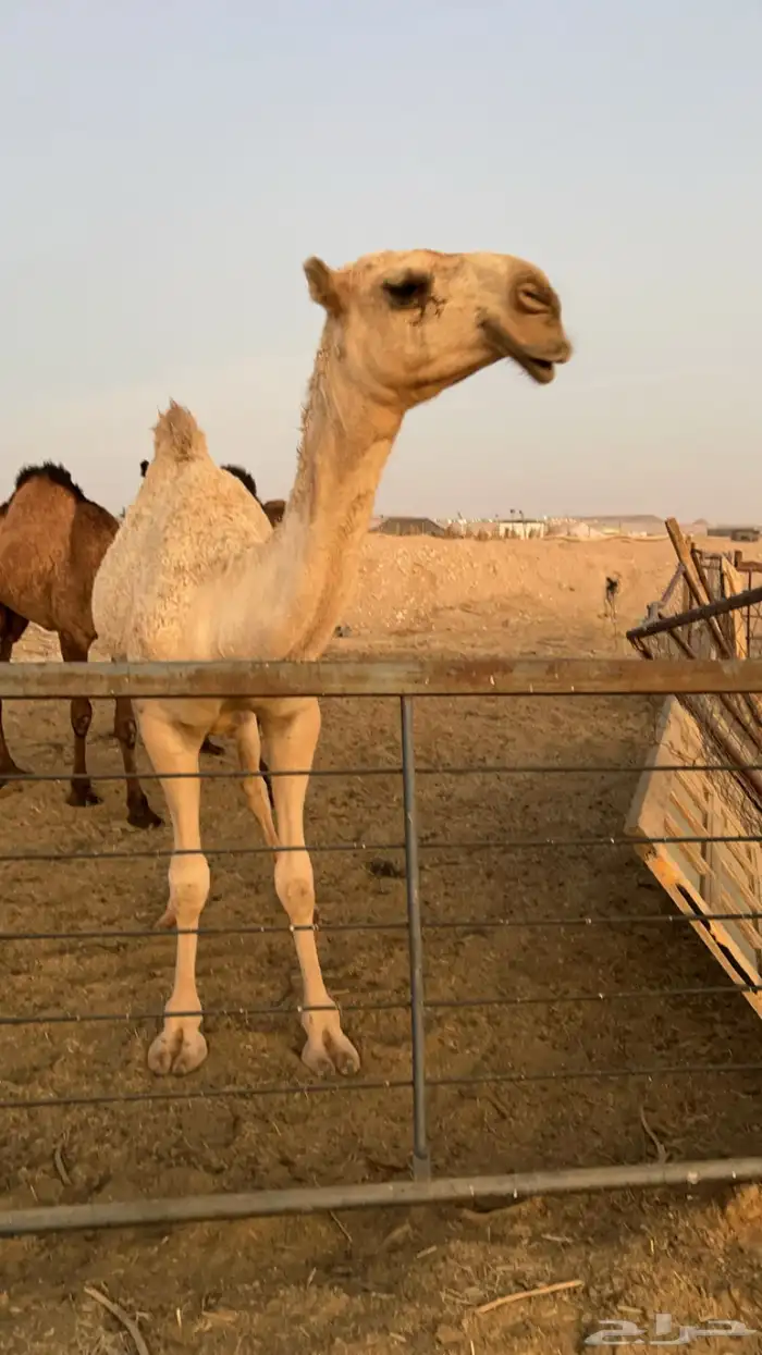 حقه عونيه كفو 0