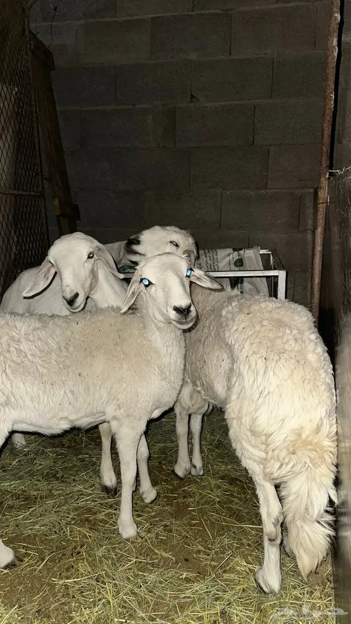 رخال للبيع 1