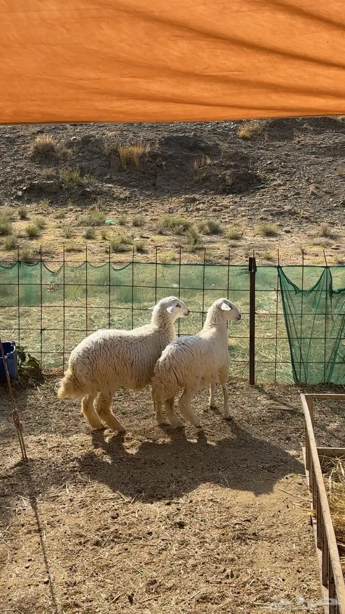 طلي ورخله للبيع مقفله شحم ولحم 0